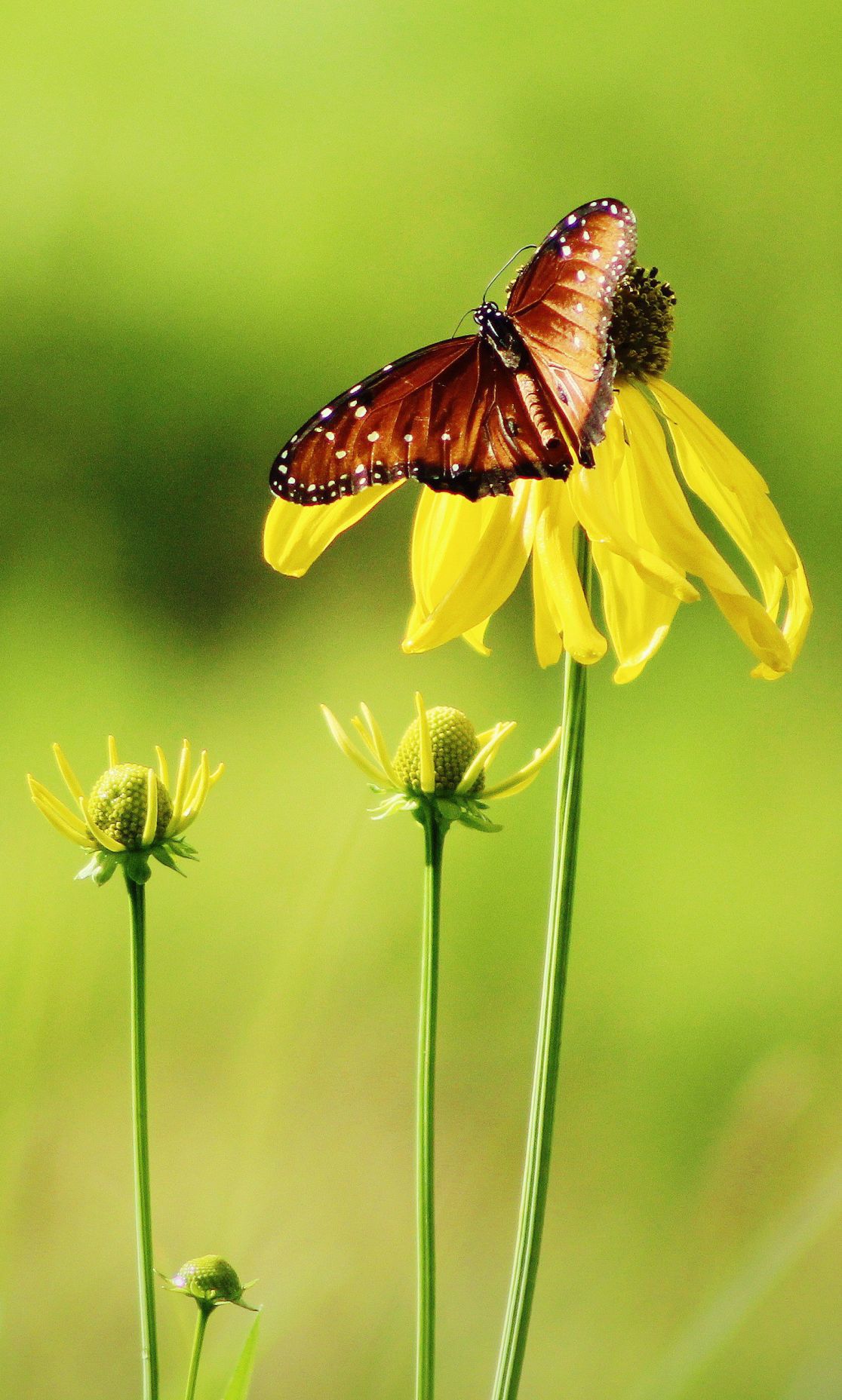 Adventures in Nature Photo Contest / Cassidie Waldron